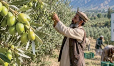 balochistan leads olive tree plantation drive