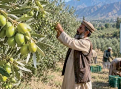 balochistan leads olive tree plantation drive balochistan leads olive tree plantation drive