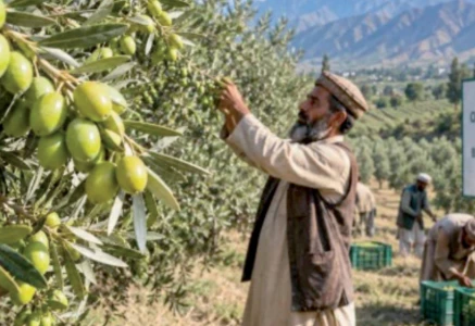 balochistan leads olive tree plantation drive