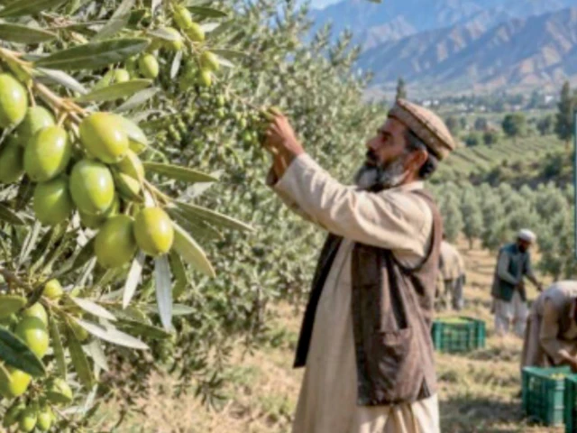Balochistan leads olive tree plantation drive