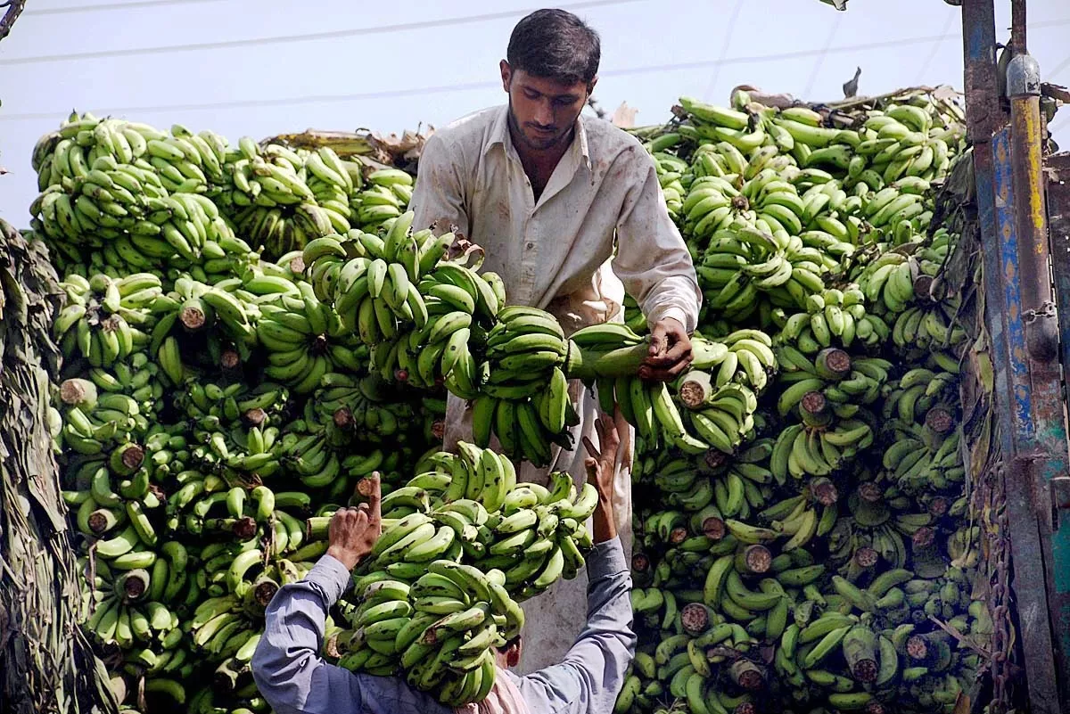 banana cultivation expected to rise banana cultivation expected to rise