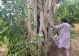 150 year old banyan tree restored at qasr e naz in karachi 150 year old banyan tree restored at qasr e naz in karachi