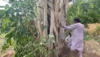the rescue and rehabilitation process lasted nearly 10 hours over two days involving heavy machinery cranes and the use of special biological treatments photo express tribune the rescue and rehabilitation process lasted nearly 10 hours over two days involving heavy machinery cranes and the use of special biological treatments photo express tribune