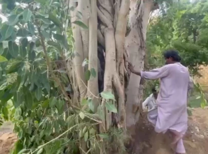 150 year old banyan tree restored at qasr e naz in karachi 150 year old banyan tree restored at qasr e naz in karachi