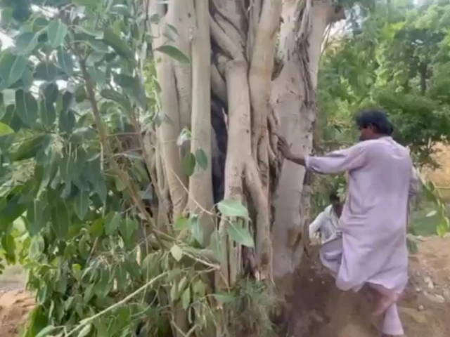 150-year-old banyan tree restored at Qasr-e-Naz in Karachi