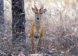 suspects booked for poaching rare barking deer in islamabad