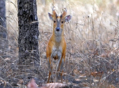 suspects booked for poaching rare barking deer in islamabad suspects booked for poaching rare barking deer in islamabad