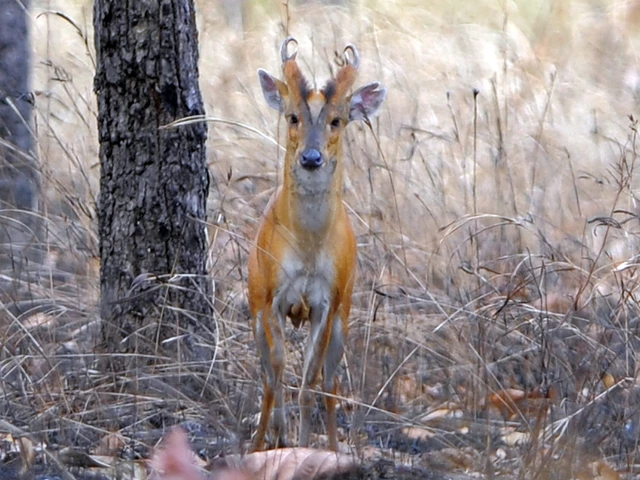 deer at the jungle in mondulkiri province some 500 kilometers northeast of phnom penh photo afp file deer at the jungle in mondulkiri province some 500 kilometers northeast of phnom penh photo afp file