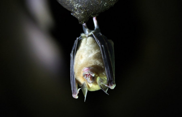 us supervised ukraine lab studies disease transmission via bats us supervised ukraine lab studies disease transmission via bats