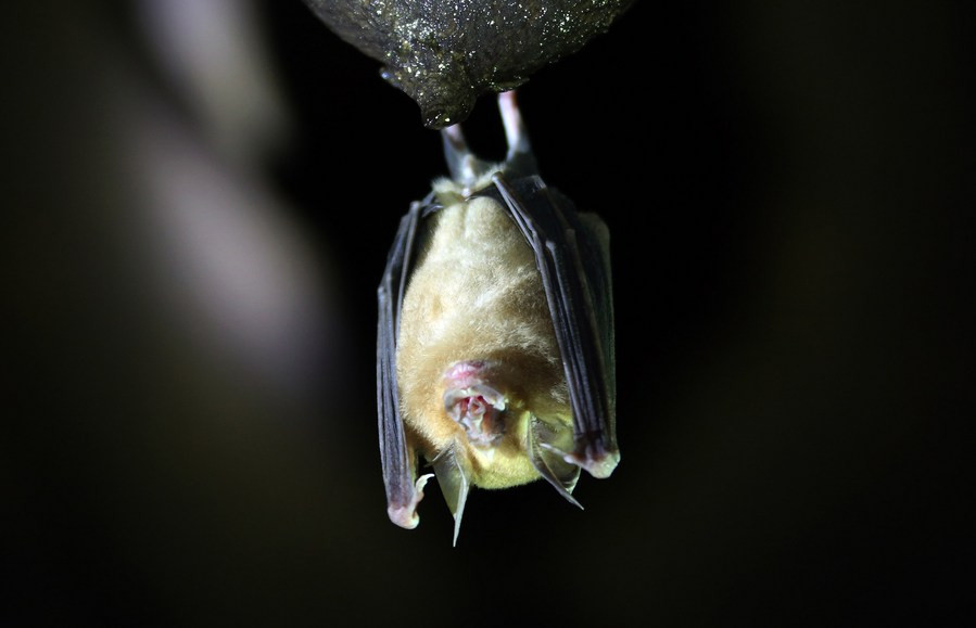 Photo of US-supervised Ukraine lab studies disease transmission via bats