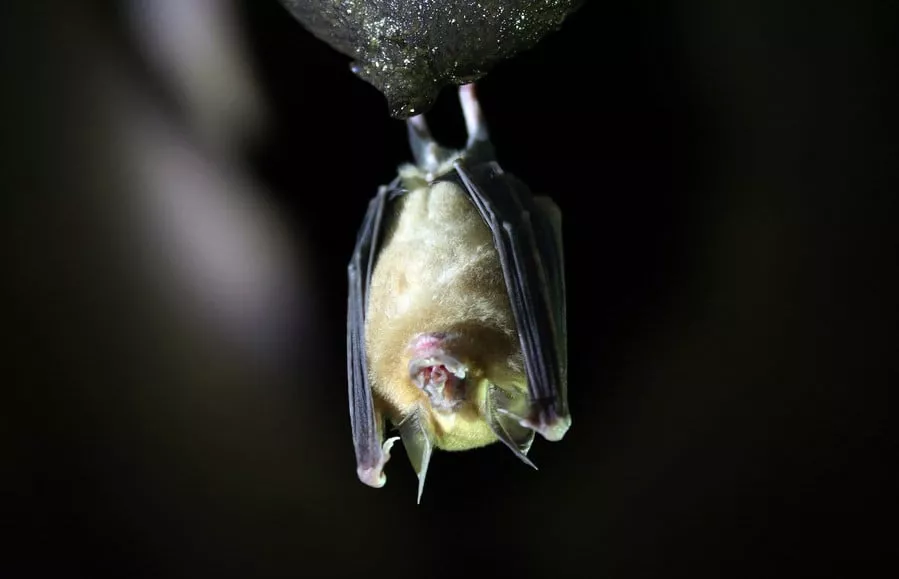 us supervised ukraine lab studies disease transmission via bats us supervised ukraine lab studies disease transmission via bats