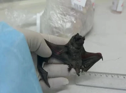 new coronavirus discovered in brazilian bats new coronavirus discovered in brazilian bats