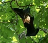 lahore bat population declines amid habitat loss