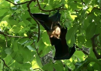 lahore bat population declines amid habitat loss