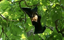 lahore bat population declines amid habitat loss