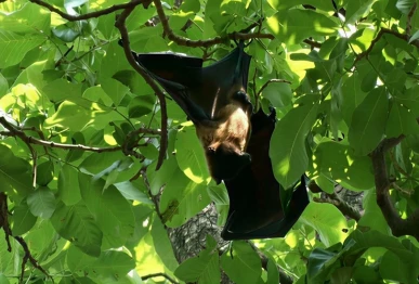 lahore bat population declines amid habitat loss