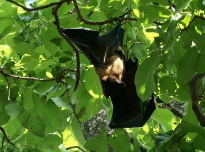 lahore bat population declines amid habitat loss