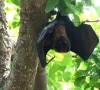 eco friendly bats are vanishing from lahore photo asif mehmood