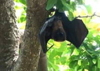 eco friendly bats are vanishing from lahore photo asif mehmood