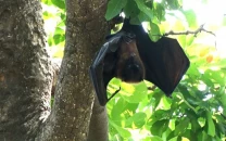 lahore bat populations declining amid urban growth light pollution and public myths