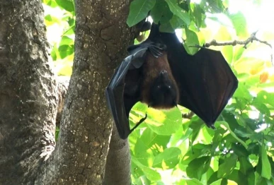 eco friendly bats are vanishing from lahore photo asif mehmood