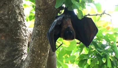 eco friendly bats are vanishing from lahore photo asif mehmood