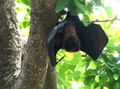 eco friendly bats are vanishing from lahore photo asif mehmood
