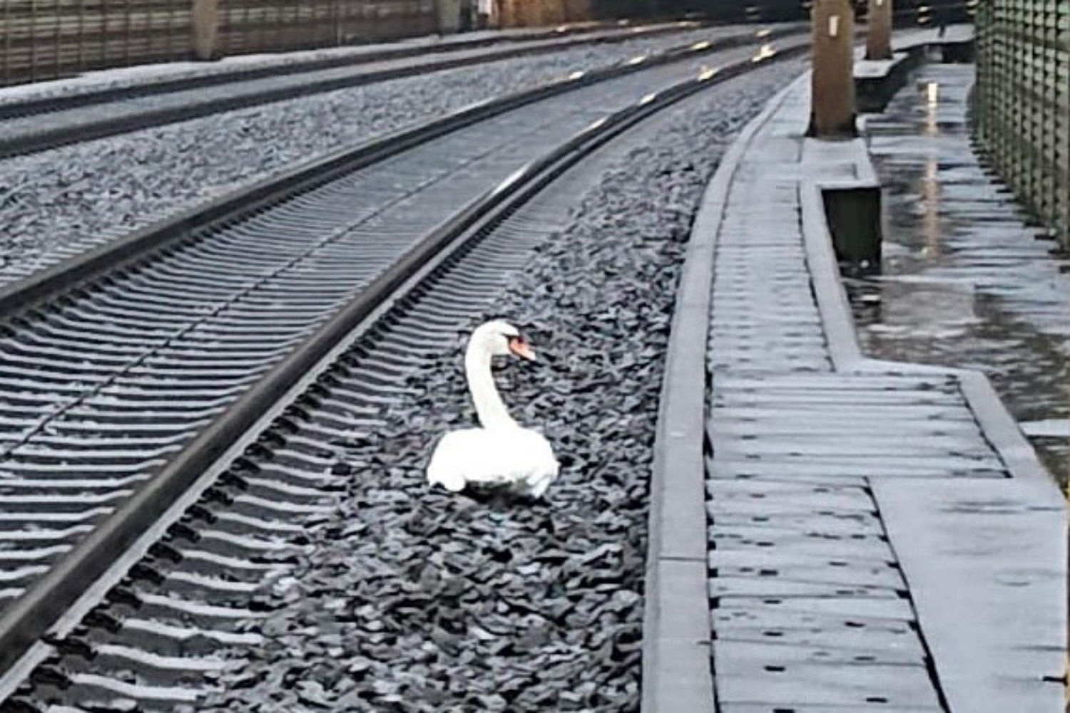 a swam sat on the tracks mourning its companion photo picture alliance dpa bundespolizei