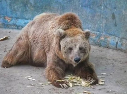 transfer bear rano to islamabad shc transfer bear rano to islamabad shc
