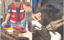 another injured bear rescued from jugglers