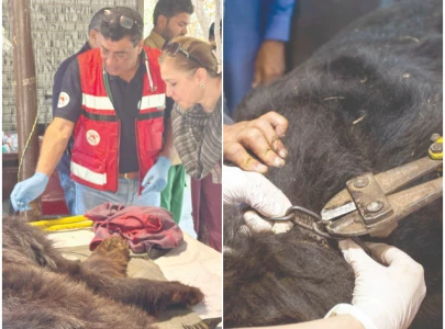 another injured bear rescued from jugglers