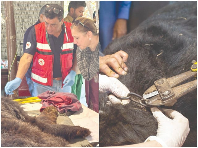 a veterinarian from the global animal welfare organisation four paws treats a critically injured bear rescued from jugglers in jhang photos express