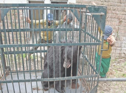 iwmb commended for bear rescue iwmb commended for bear rescue