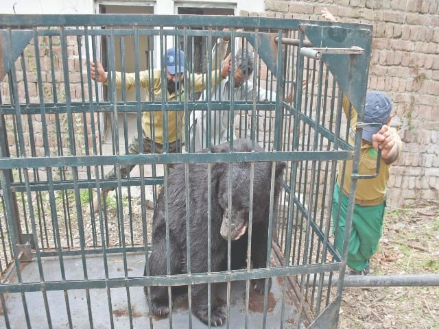 workers of the islamabad wildlife management board and four paws international shift the rescued asian black bear rocky to its new shelter in the rescue and rehabilitation centre at the old marghazar zoo islamabad photo online workers of the islamabad wildlife management board and four paws international shift the rescued asian black bear rocky to its new shelter in the rescue and rehabilitation centre at the old marghazar zoo islamabad photo online