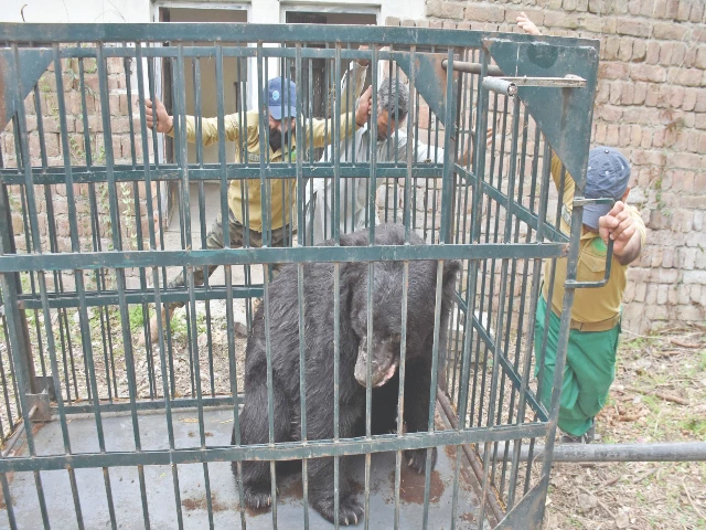 workers of the islamabad wildlife management board and four paws international shift the rescued asian black bear rocky to its new shelter in the rescue and rehabilitation centre at the old marghazar zoo islamabad photo online workers of the islamabad wildlife management board and four paws international shift the rescued asian black bear rocky to its new shelter in the rescue and rehabilitation centre at the old marghazar zoo islamabad photo online