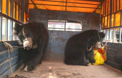 two black bears rescued in dg khan two black bears rescued in dg khan