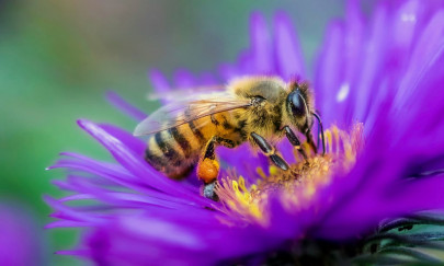 world bee day five fruits and veggies that need bees to thrive