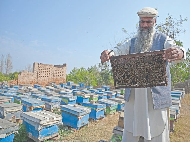 a beekeeper checks beehives at a honeybee farm at lak mor village in sargodha photo afp