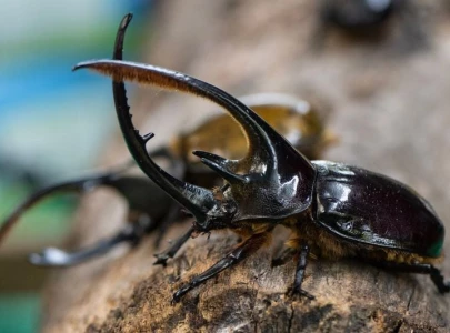 colombian beetle larvae devour waste to curb trash accumulation