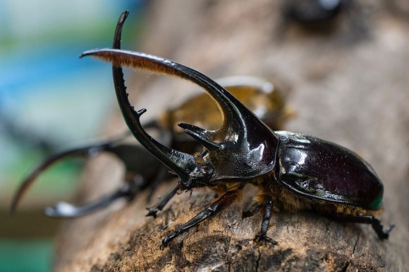 a hercules beetle dynastes hercules walks on a wood at tierra viva farm in tunja boyaca department on july 18 2024 beetle larvae feed on the organic waste of thousands of inhabitants of boyaca contributing to solid waste management a worldwide problem close to collapse in this colombian department after that their faeces are sold as natural fertiliser to farmers in the region with the intention of getting them to abandon chemical fertilizers photo afp