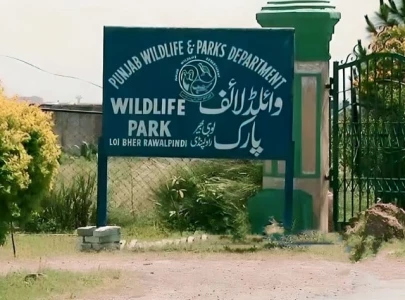 punjab wildlife dept denies rumours of lion escape from lohi bher park punjab wildlife dept denies rumours of lion escape from lohi bher park
