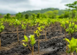 punjab launches massive afforestation eco tourism drive under cm s directives punjab launches massive afforestation eco tourism drive under cm s directives