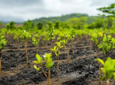 punjab launches massive afforestation eco tourism drive under cm s directives punjab launches massive afforestation eco tourism drive under cm s directives