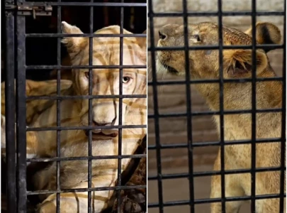 six lions rescued from flooded farmhouse near ravi six lions rescued from flooded farmhouse near ravi