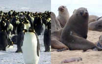 emperor penguin and antarctic fur seal officially listed as endangered emperor penguin and antarctic fur seal officially listed as endangered