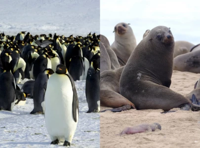 emperor penguin and antarctic fur seal officially listed as endangered