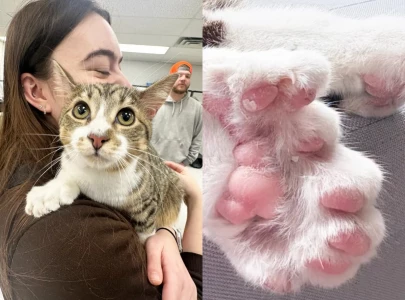 rescue kitten with 28 toes ties guinness world record after finding forever home