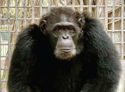 raju the chimpanzee passes away at karachi zoo
