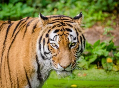 medical aid sought for bengal tiger