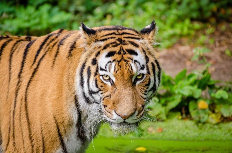 a bengali tiger in the forest photo pixabay